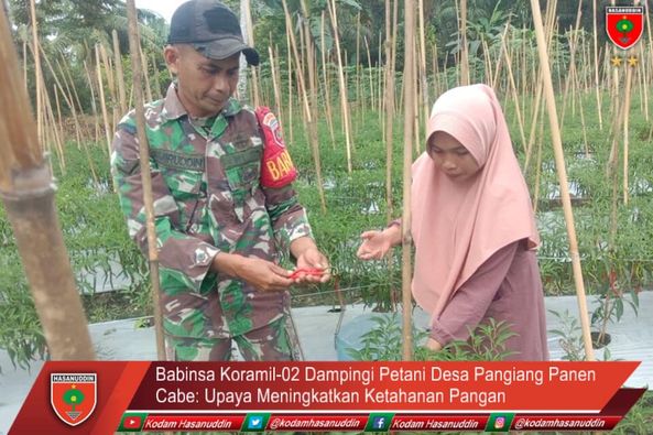 Babinsa Koramil-02 Dampingi Petani Desa Pangiang Panen Cabe: Upaya Meningkatkan Ketahanan Pangan