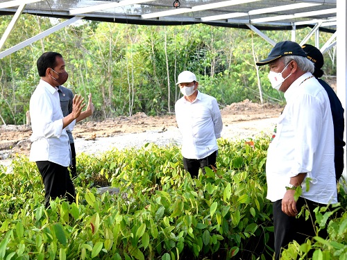 Tinjau Persemaian Mentawir, Presiden: Pembangunan IKN Diawali dengan Rehabilitasi Lahan